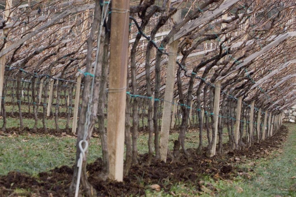 Villa Bertagnolli - Locanda Del Bel Sorriso Trento Eksteriør bilde